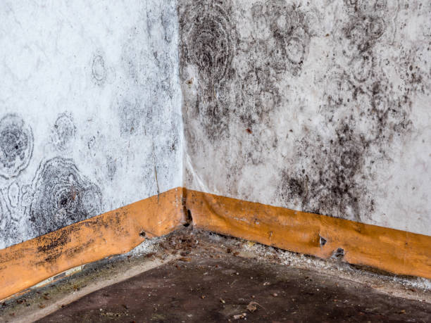 Best Basement water damage restoration  in Fruitland, ID